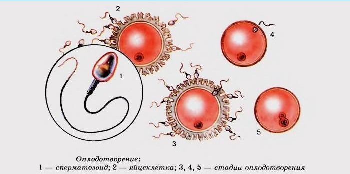 Etapy zapłodnienia komórki jajowej