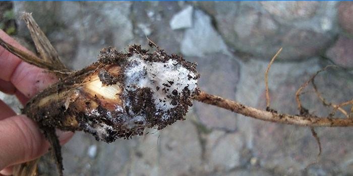 Choroba Fusarium