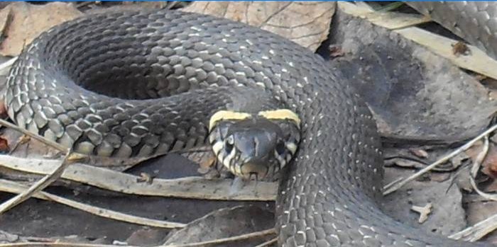 Snake in Fallen Foliage