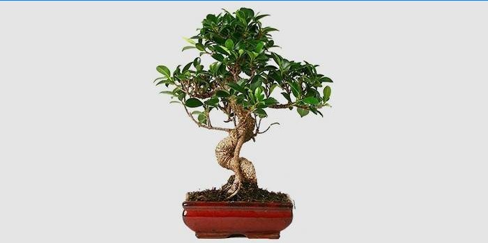 Kryty Ficus Bonsai