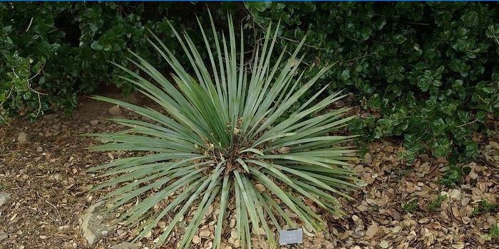 Yucca glauca w otwartym terenie