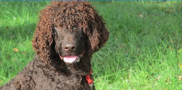 Irish Water Spaniel