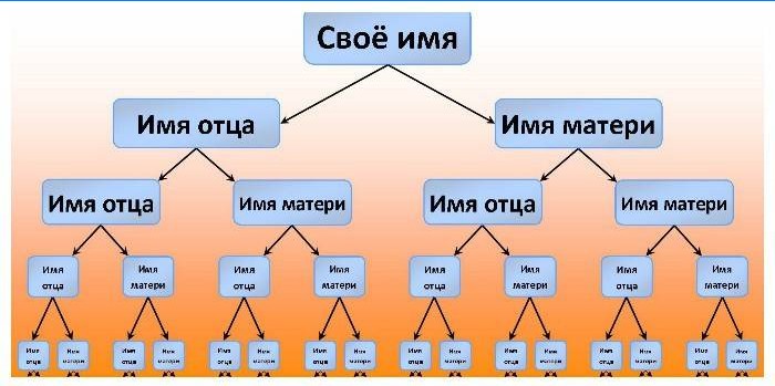 Schemat sporządzania drzewa genealogicznego