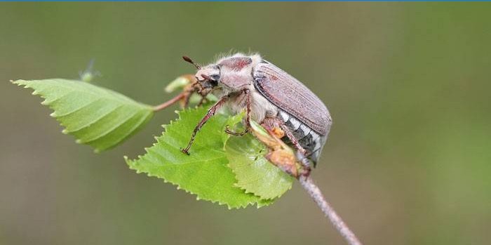 Maybug na roślinie