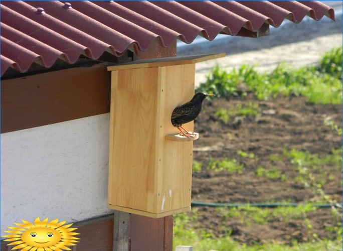 Jak prawidłowo umieścić domek dla ptaków na stronie