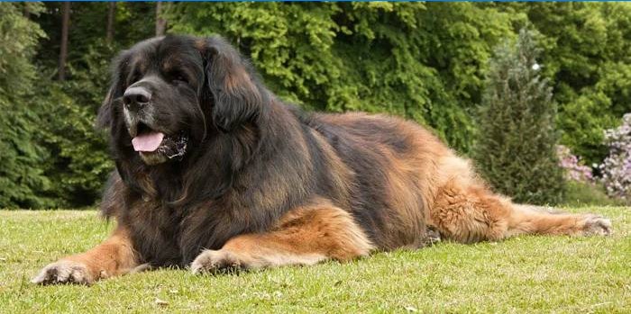 Pies do towarzystwa Leonberger