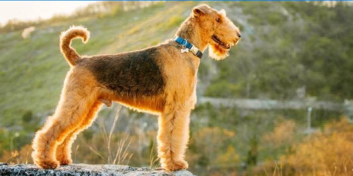 airedale terier