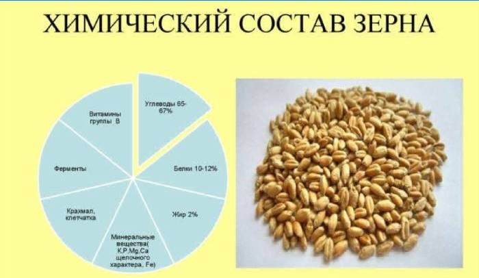 Skład chemiczny ziarna