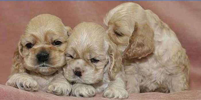 Amerykańskie szczenięta Cocker Spaniel