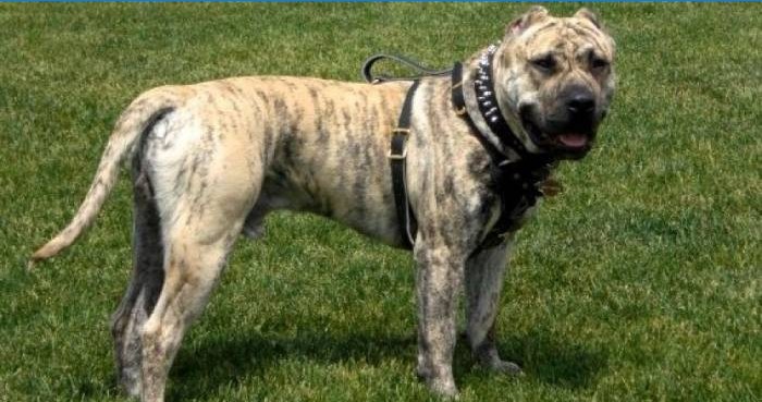 Perro de presa canario