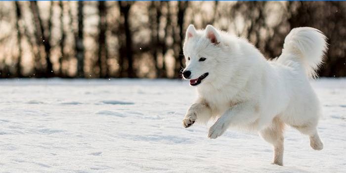 Samoyed Like