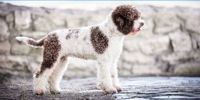 Lagotto Romagnolo