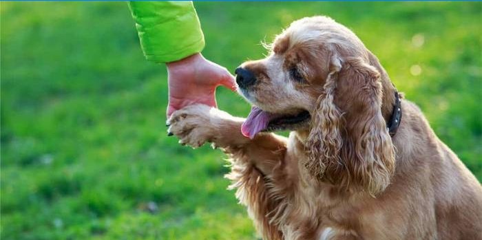 Pociąg Cocker Spaniel