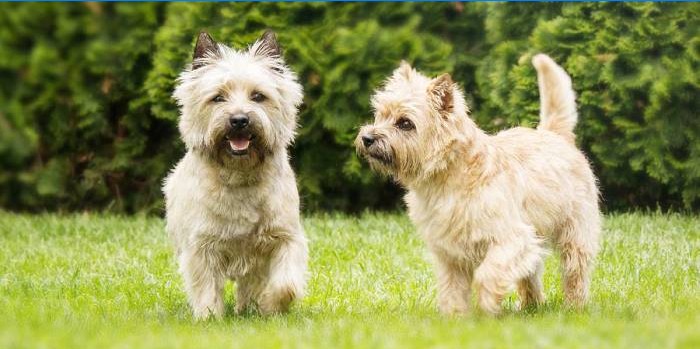 Cairn terrier