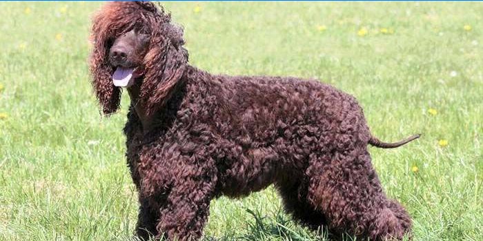 Irish Water Spaniel