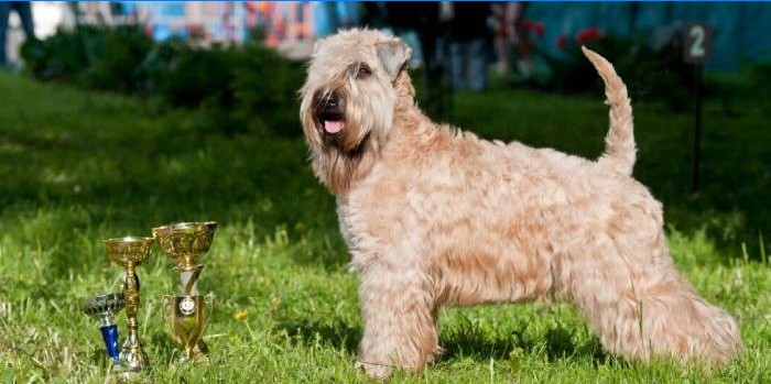 Irish Soft Coated Wheaten Terrier