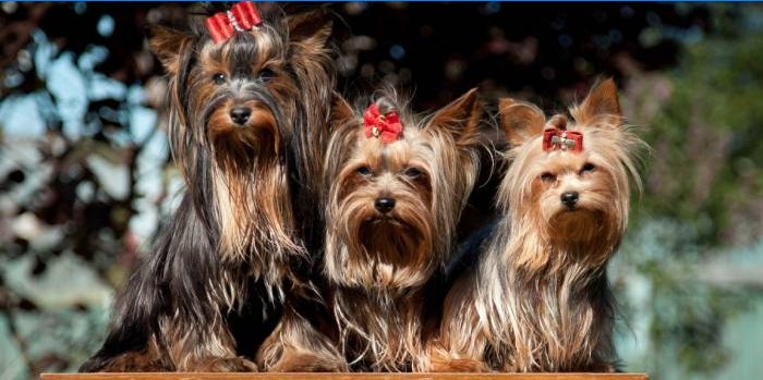 Yorkshire Terrier