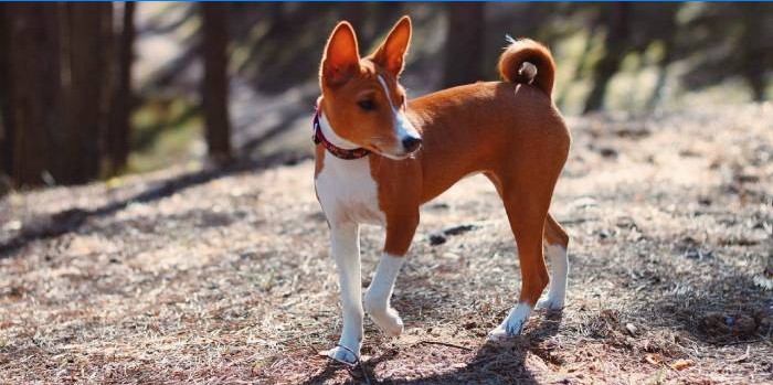 Basenji