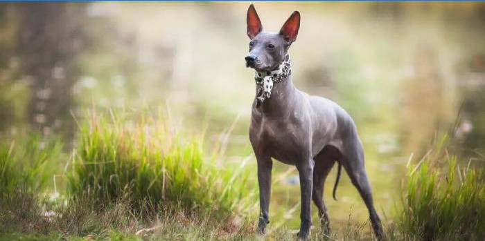 Xoloitzcuintle