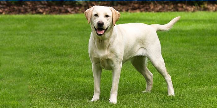 Labrador Retriever