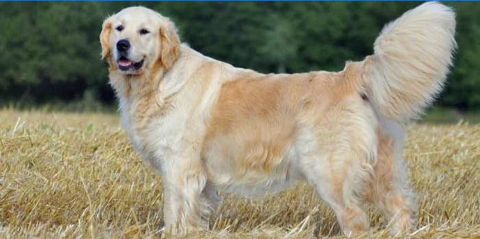 Golden retriever