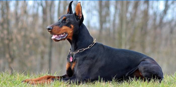 Doberman Pinczer