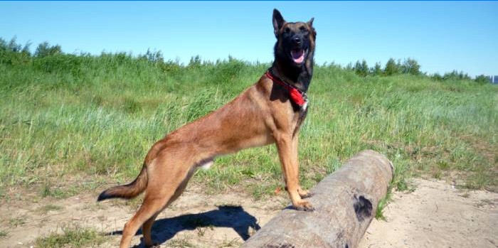 Belgian Malinois