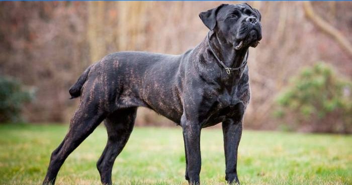 Cane Corso