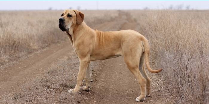 Fila Brasileiro