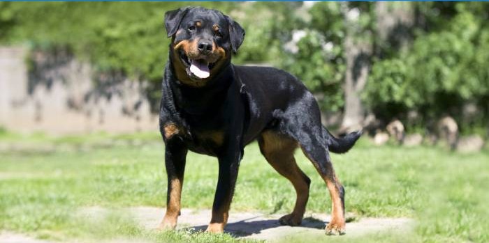 Rottweiler