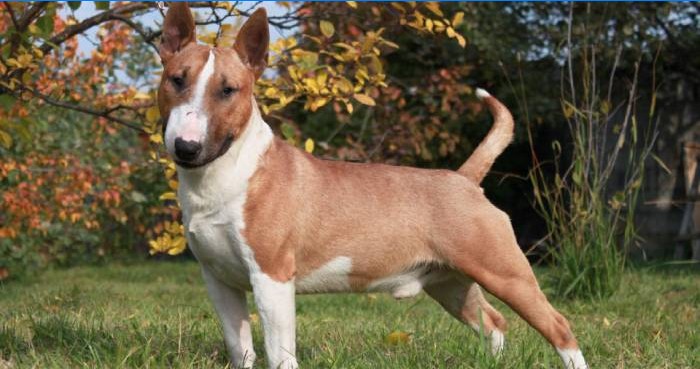 Bull terrier