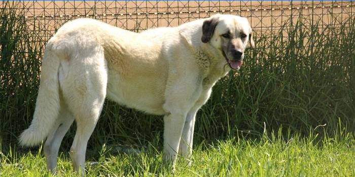 Anatolian Shepherd Dog