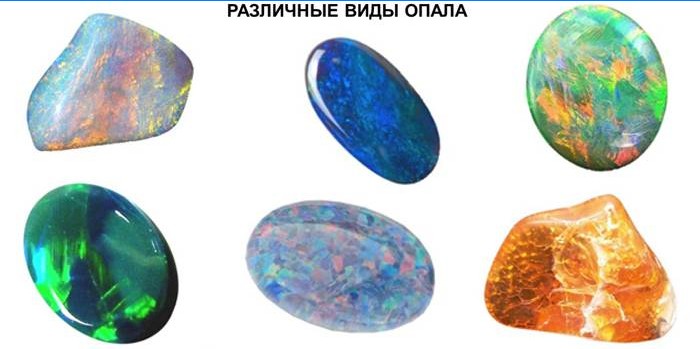 Odmiany Opals