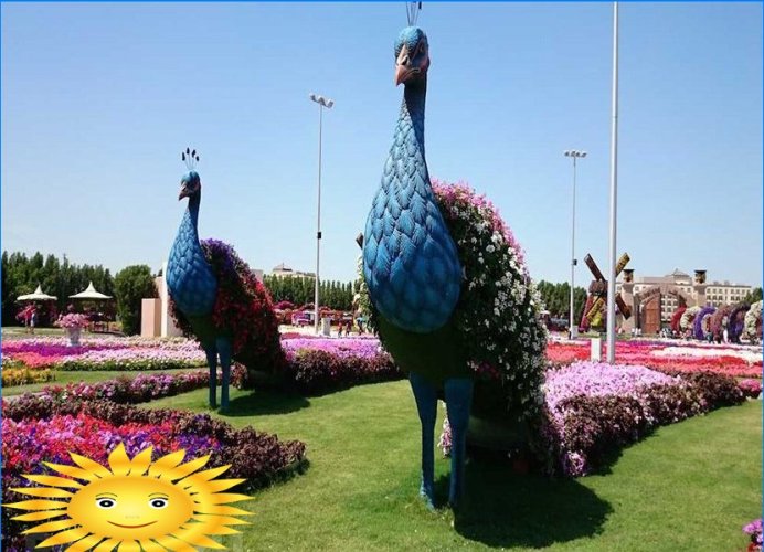 Architektura krajobrazu: Wycieczka fotograficzna do oszałamiającego Miracle Garden w Dubaju