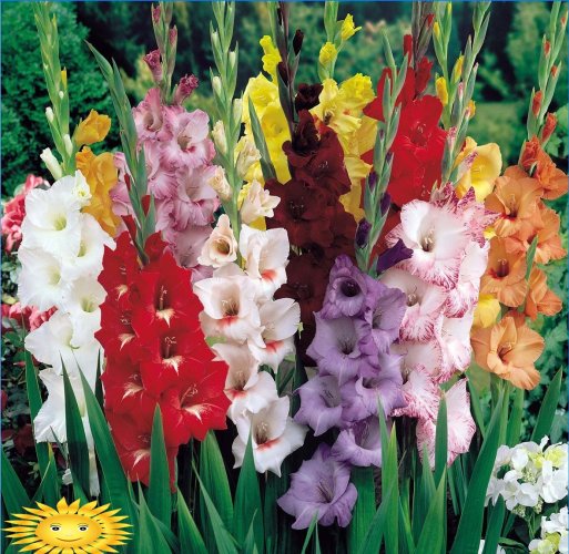 Gladioli - zasady uprawy króla kwiatów