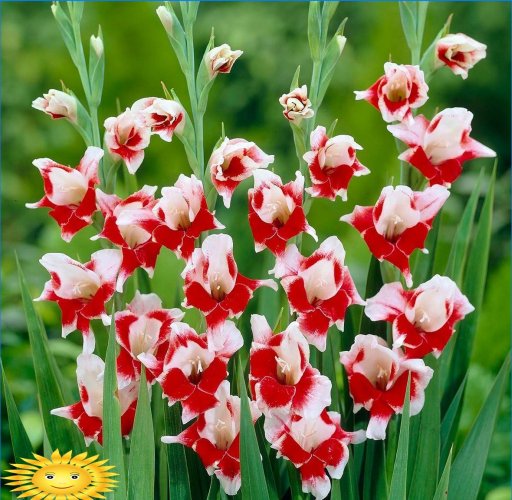 Gladioli - zasady uprawy króla kwiatów