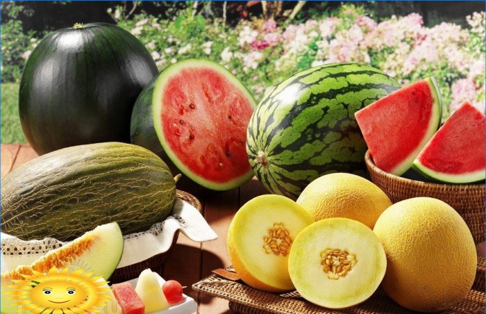 Melony na miejscu: uprawiamy melony i arbuzy