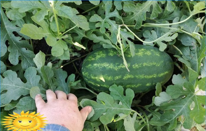 Melony na miejscu: uprawiamy melony i arbuzy