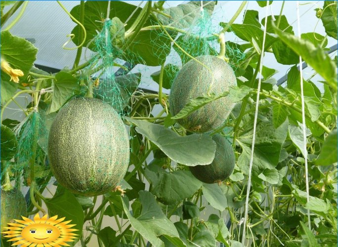 Melony na miejscu: uprawiamy melony i arbuzy