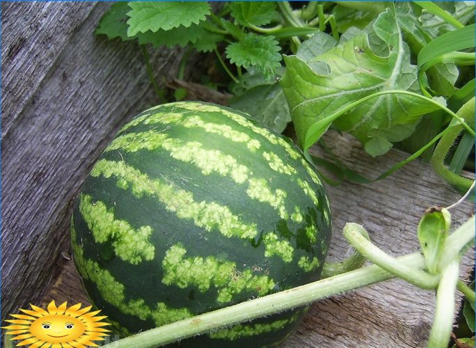 Melony na miejscu: uprawiamy melony i arbuzy