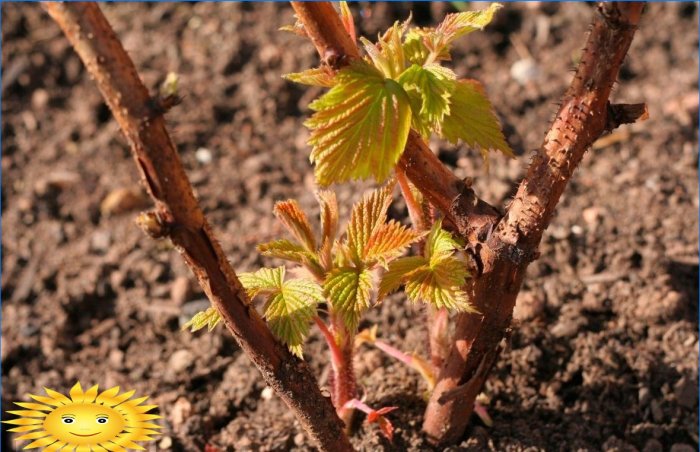 Pielęgnacja winogron: 12-miesięczny kalendarz