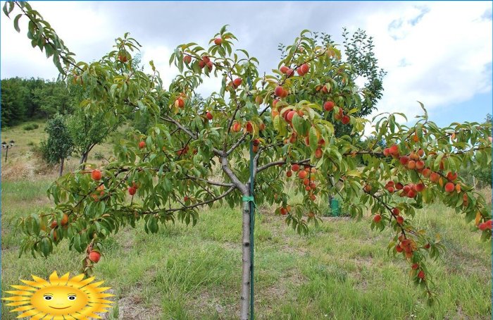 Uprawa i pielęgnacja brzoskwiń na stronie