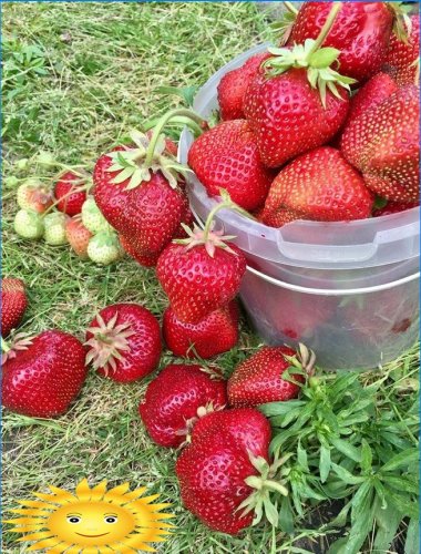 Najlepsze odmiany truskawek dla regionów Rosji