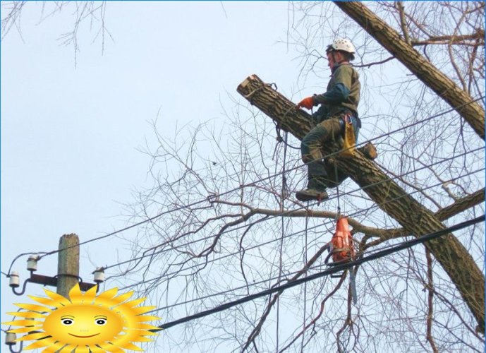 Jak prawidłowo ściąć drzewo i zasypać je we właściwym kierunku