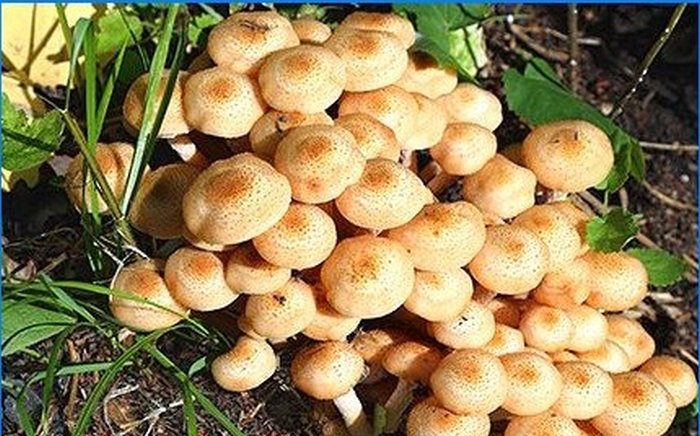 Uprawa shiitake i agarics miodowych na osobistej działce