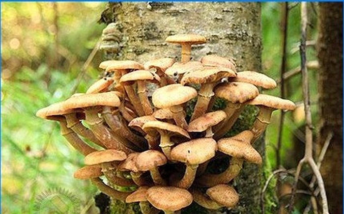 Uprawa shiitake i agarics miodowych na osobistej działce