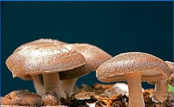 Uprawa shiitake i agarics miodowych na osobistej działce