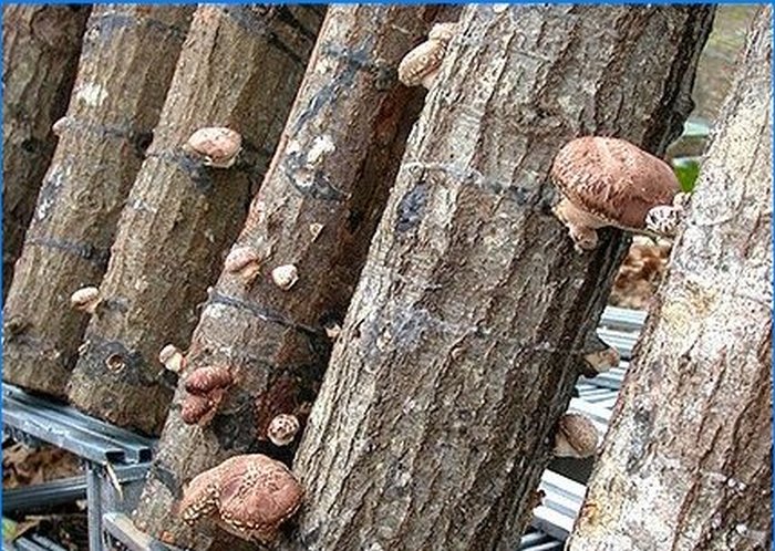 Uprawa shiitake i agarics miodowych na osobistej działce