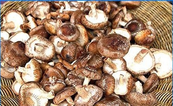 Uprawa shiitake i agarics miodowych na osobistej działce