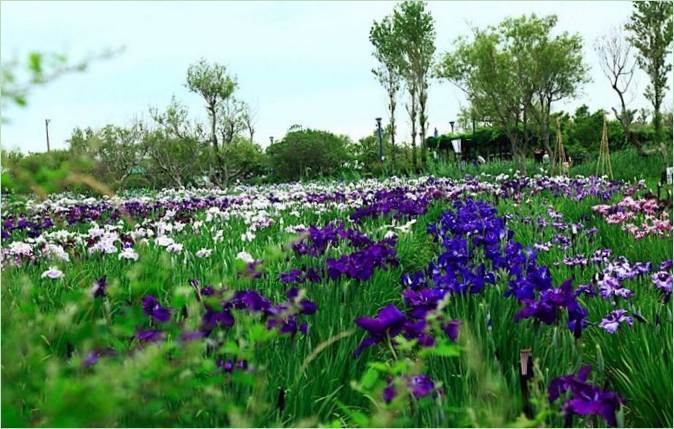 Japonia Ogród wodny Iris